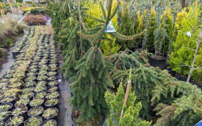 Plant Trees & Shrubs from Stovall Nursery