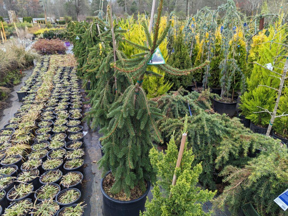 Plant Trees & Shrubs from Stovall Nursery | Cobblestone Farms Community ...